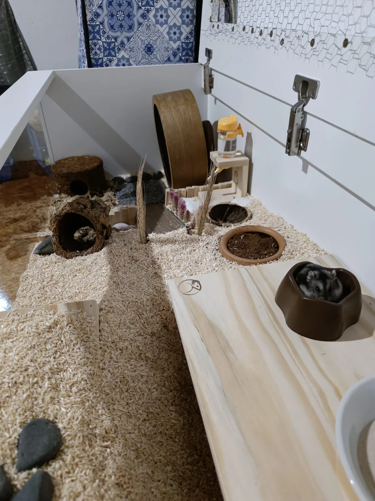 Interior do Therrário com hamster — pet em seu habitat natural